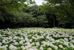 相模原北公園【紫陽花：アナベル】①20180617
