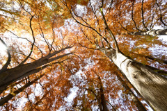 新宿御苑【母と子の森のラクウショウ】②20251124