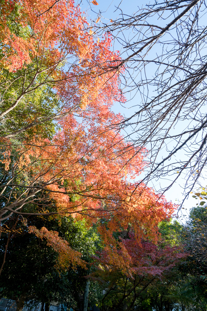 近所の緑道【紅葉：ささぶねの道のモミジ】③20211123