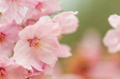 【本牧山頂公園(横浜緋桜)】③20150328