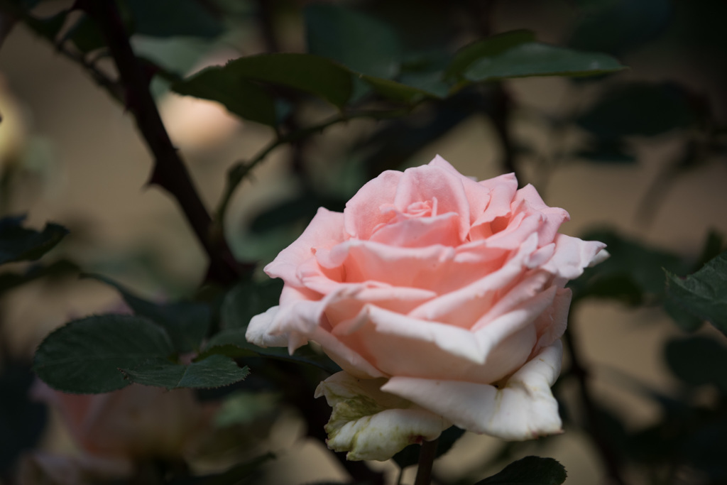 【大船植物園(香貴)】20150503