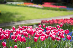 【昭和記念公園(メリープリンス)】①20150418