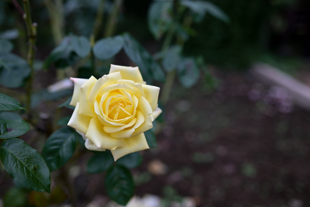 2花菜ガーデン【秋パラ：ピース】20251027