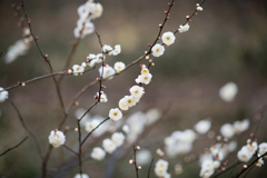 大倉山公園梅林【玉牡丹】20220226