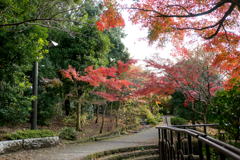 【ささぶねの道の紅葉】⑧20161120