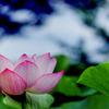 大船フラワーセンター【蓮の花：巨椋瑞光】20200705