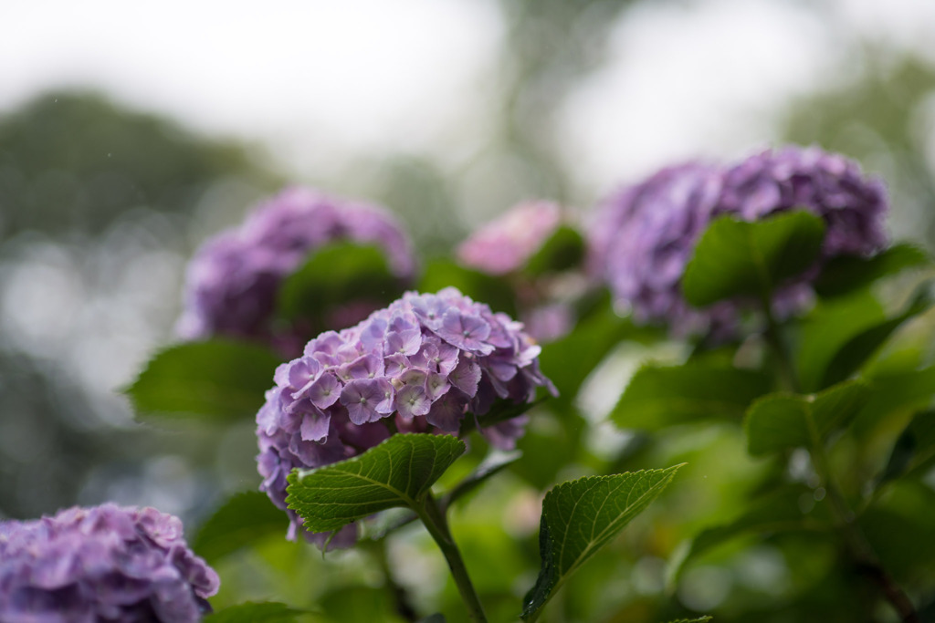 府中市郷土の森【アジサイ】e2、f=1.4_Nikkor_85mm