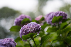 府中市郷土の森【アジサイ】e2、f=1.4_Nikkor_85mm