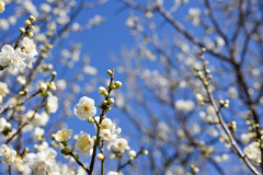 小田原フラワーガーデン【梅の花：月影】①20260130