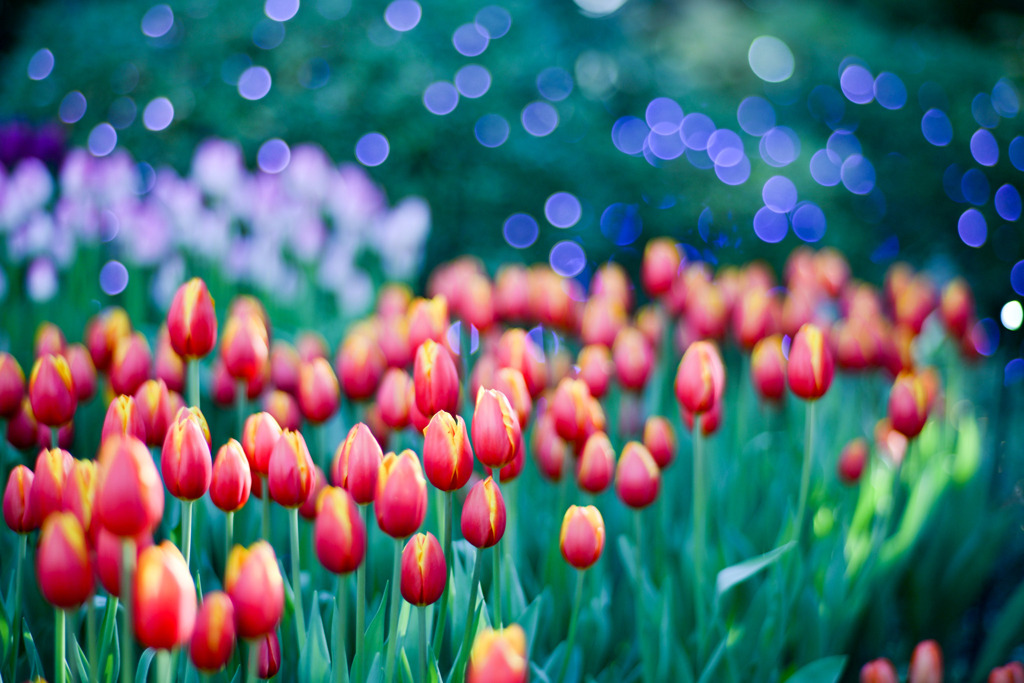 サムエル・コッキング苑【チューリップ：ハニーファンダモスト】①20260106