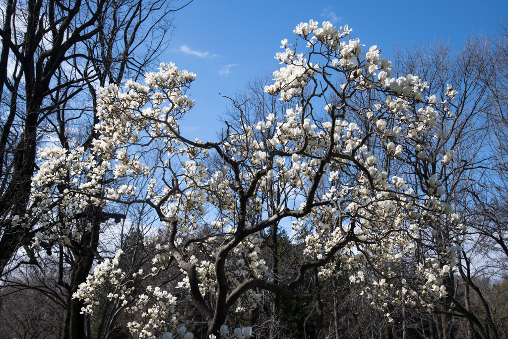 早春の神代植物公園【ハクモクレン】①20200315