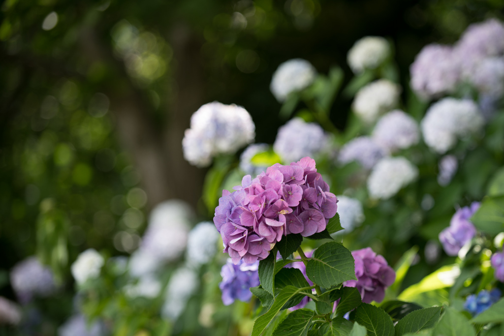花菜ガーデン【田んぼたんぼの小径の紫陽花】④20220626
