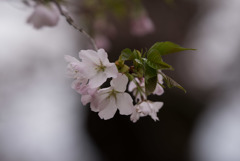 神代植物公園【桜：寒咲大島】②20190323