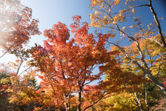 昭和記念公園【日本庭園：紅葉】⑨20191116