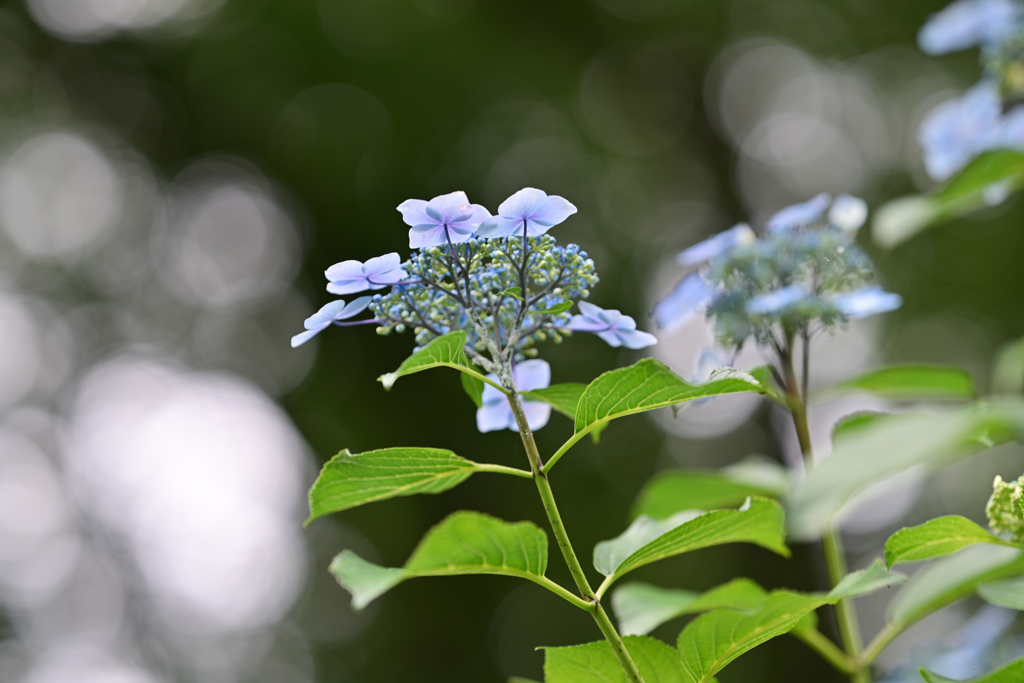 薬師池公園【紫陽花：アジサイ園】⑥20240620