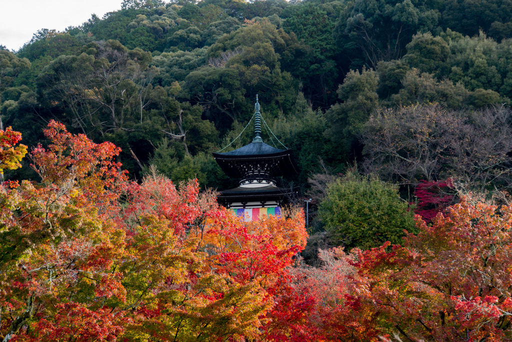 京都の紅葉【永観堂：多宝塔付近】③20201126