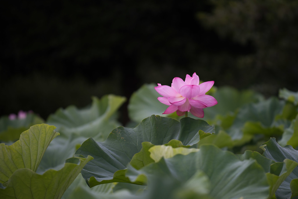 薬師池公園【大賀蓮】②20180716