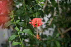 神代植物公園【温室の花：フウリン・ブッソウゲ】20210911