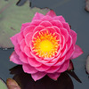 花菜ガーデン【赤色の睡蓮】20190713