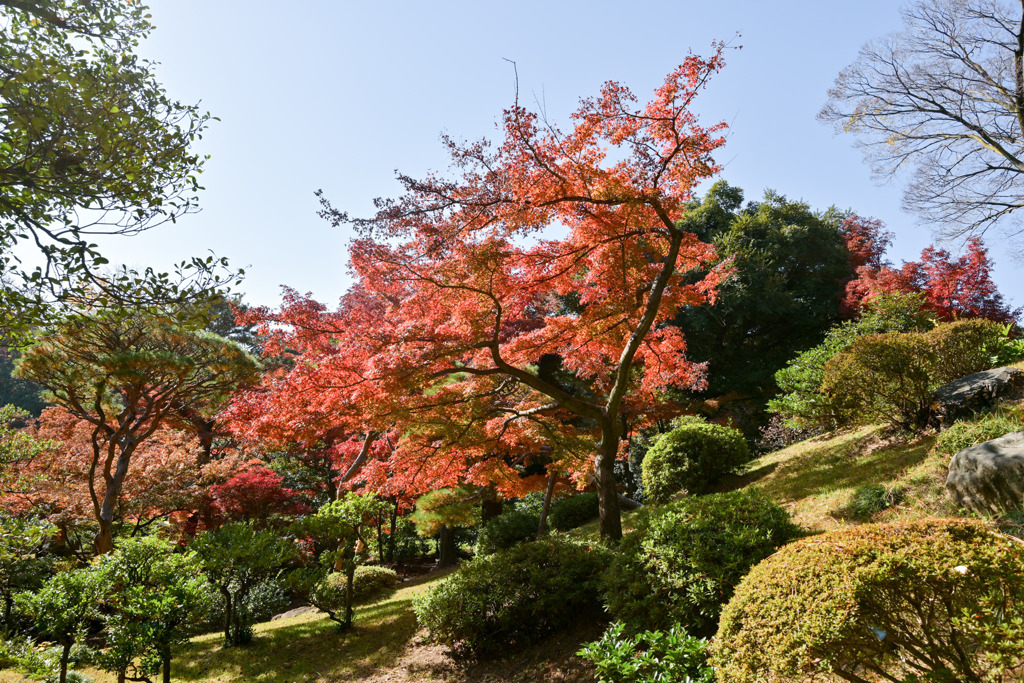 都内紅葉巡り【旧古河庭園：心字池周辺の紅葉】①20251128