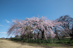 新宿御苑【早咲き桜：枝垂れ桜】①20220320