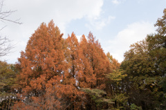 【生田緑地：メタセコイヤ】20141130