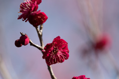 【神代植物公園(鹿児島紅)】20150228