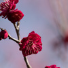 【神代植物公園(鹿児島紅)】20150228