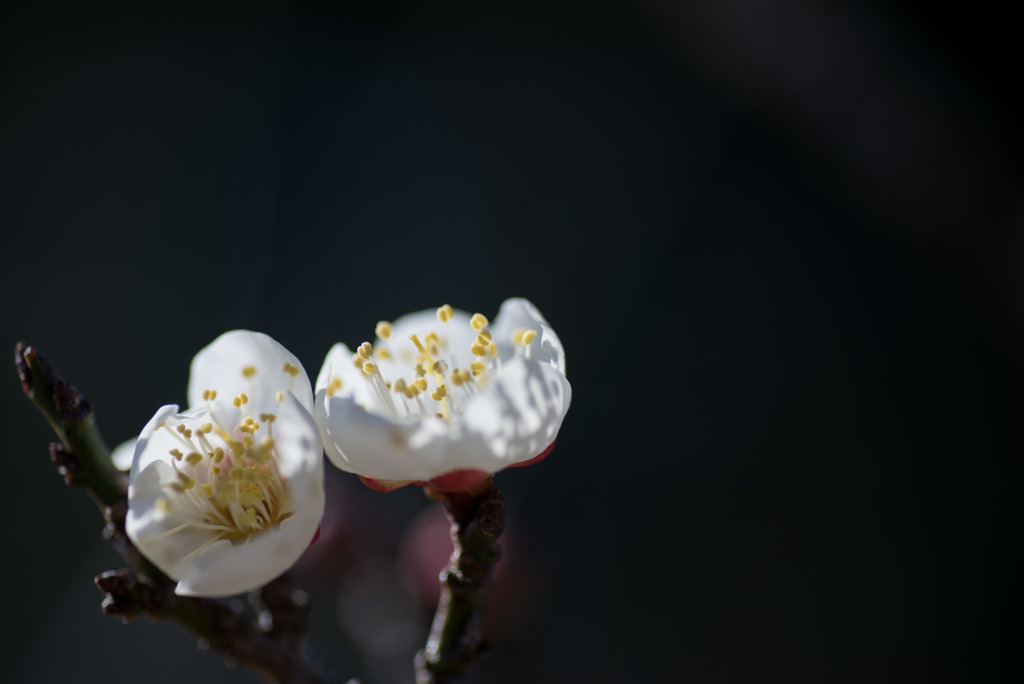 小田原FG【梅：竜峡小梅】20190119