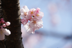 新宿御苑【桜：高遠小彼岸】④20170325