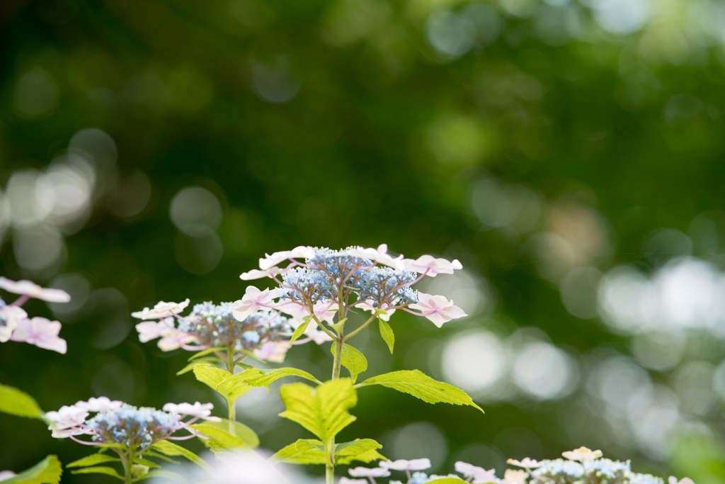 相模原北公園【紫陽花：大島自生(青ガク)】20230619