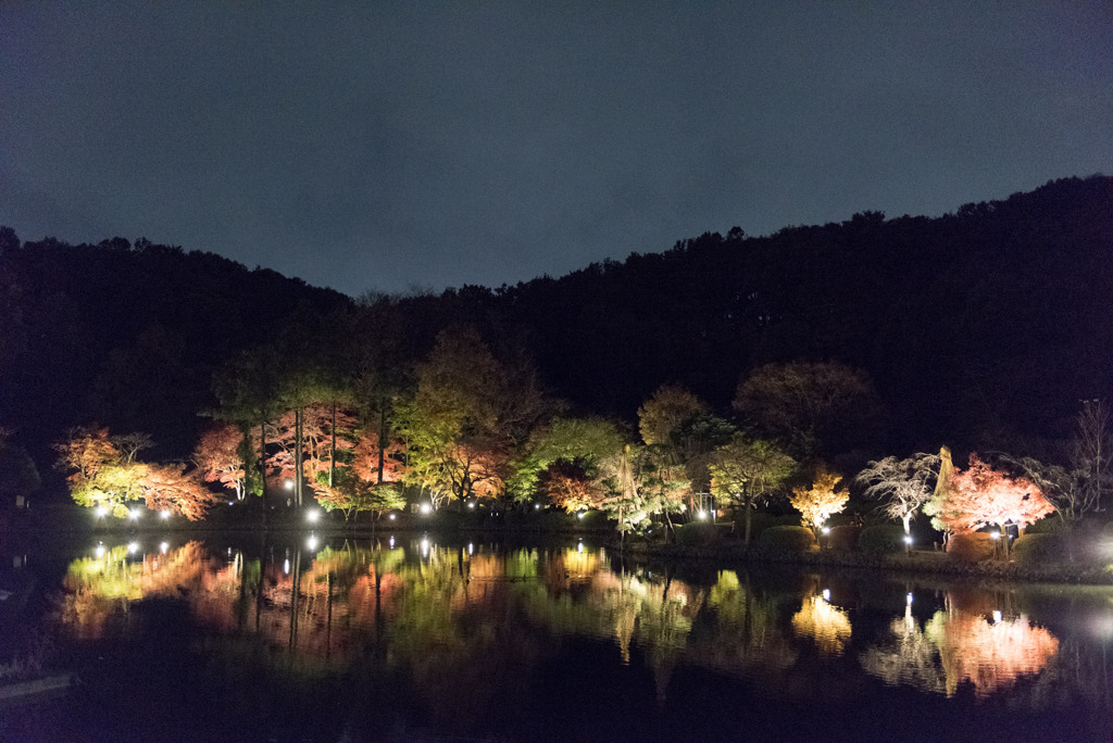 薬師池公園【紅葉のライトアップ】②20191124