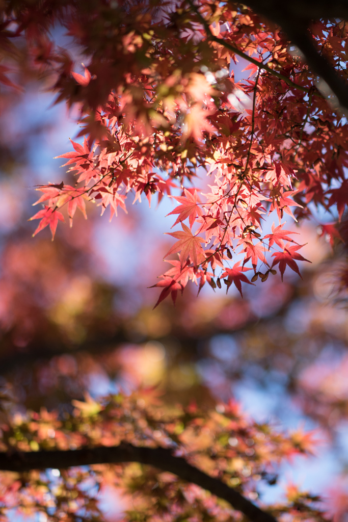 神代植物公園【園内のモミジ】②20211127