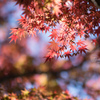 神代植物公園【園内のモミジ】②20211127