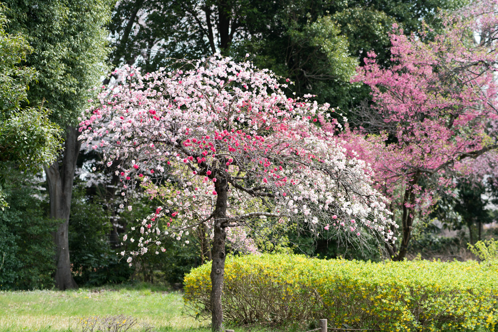神代植物公園【ハナモモ：源平枝垂】20220331