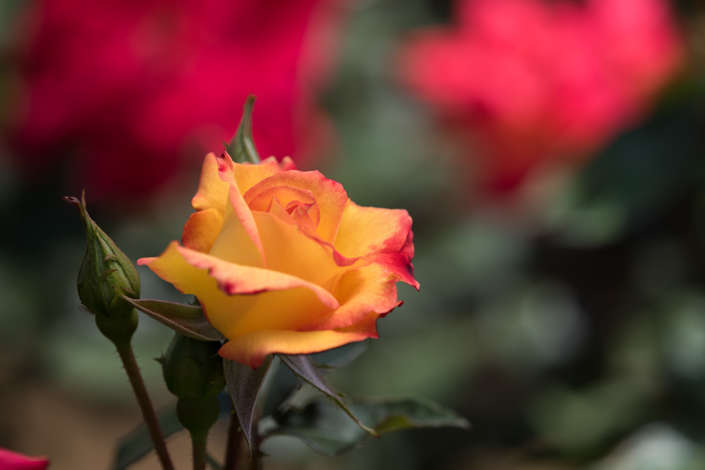 【大船植物園(チャールストン)】20150503