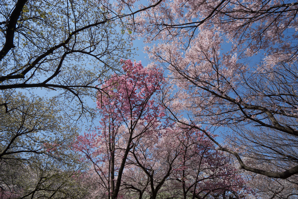 新宿御苑【桜園地の桜の様子】③20180325