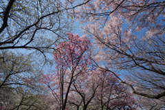 新宿御苑【桜園地の桜の様子】③20180325