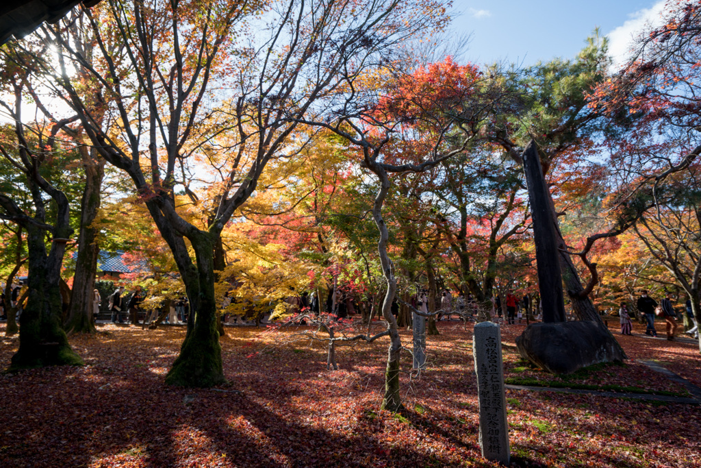 京都紅葉狩り【東福寺：紅葉】①20201121