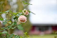 花菜ガーデン【秋パラ：あきつしま】20251027