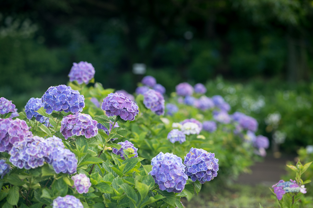 相模原北公園【紫陽花：フラウ・ヨシコ】①20220619
