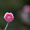 【大船植物園(緋の司)】20150207.jpg
