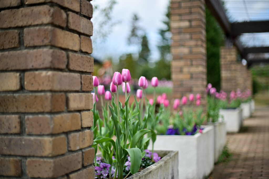 花菜ガーデン【アイスチューリップ(ピンク系)】②20251219