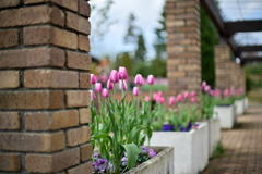 花菜ガーデン【アイスチューリップ(ピンク系)】②20251219