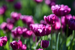 サムエル・コッキング苑【チューリップ：パープルスカイ】②20260106