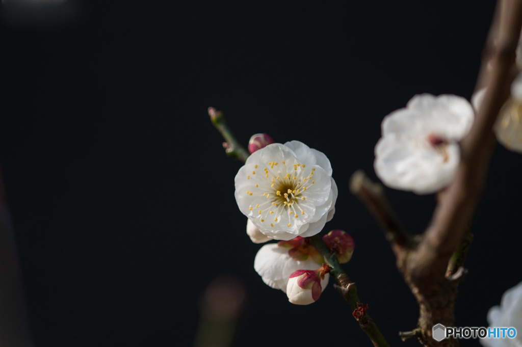 【大船植物園(玉牡丹)】②20160206