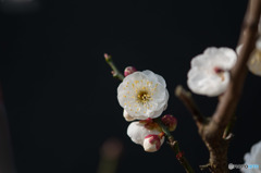 【大船植物園(玉牡丹)】②20160206