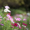 里山ガーデン【コスモス】②20221001