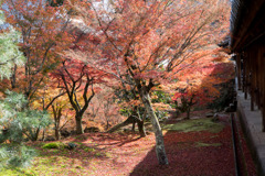 東福寺【通天橋付近の紅葉】20191203