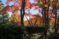 日本庭園の紅葉です。